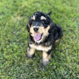 Bernedoodle and Poodle Puppies from Doggy Darlins