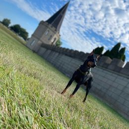 Manchester Terrier All Grown Up from Noble Kennels Standard Manchesters