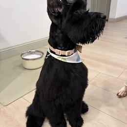 Giant Schnauzer Puppies from Elevated Pearl Giants