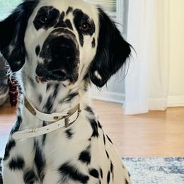 Harbor - Dalmatian