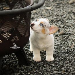 American Corgi and Pembroke Welsh Corgi Puppies from Elk Ridge Corgis
