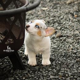 American Corgi and Pembroke Welsh Corgi Puppies from Elk Ridge Corgis