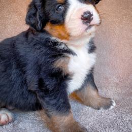 Bernedoodle, Bernese Mountain Dog, and Siberian Husky Puppies from Timberline Paws