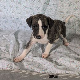 Draco - White and fawn brindle male Whippet puppy in Sweet Home, Oregon from Imperialis Kennels