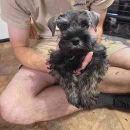 Chiffon - Salt and pepper female Miniature Schnauzer puppy in Piedmont, Oklahoma from J&K's Miniature Schnauzers