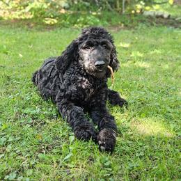 Reba - Black female Double Doodle puppy in Jeddo, Michigan from Bert's Doodles