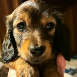 Jesse - Sable male Dachshund puppy in Waynesboro, Tennessee from Owl Hollow Farm Miniature Dachshunds