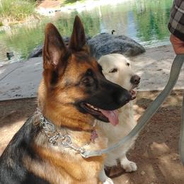 German Shepherd and Golden Retriever Puppies from Abbeys Golden Retriever  and German Shepherd Puppies