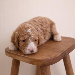 April - Apricot female Goldendoodle puppy in Loma Rica, California from BloomingPuppies