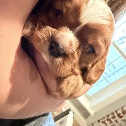 Cavalier King Charles Spaniel Puppies from 5dubs Cavaliers