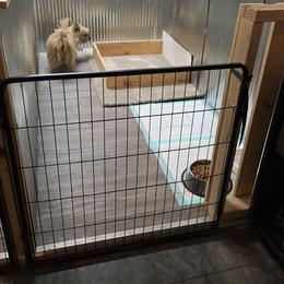 Cairn Terrier puppies from WoodSchott Cairn Terriers