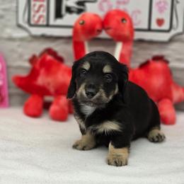 Ferrari - Black and cream male Dachshund puppy in Norwood, Missouri from Madra's Dashing Doxies