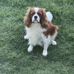 Maybelline - Cavalier King Charles Spaniel