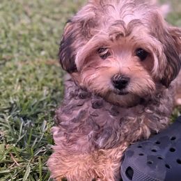 Morkie Boy 1 - Black & tan tri-color male Morkie puppy in Summerville, South Carolina from Creel's Yorkies