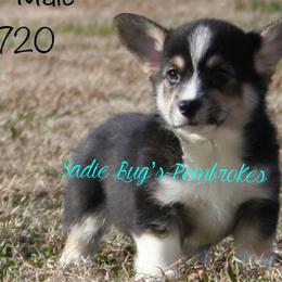 Pembroke Welsh Corgis from Sadie Bug's Pembroke Welsh Corgis