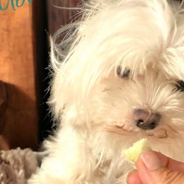 Maltese, Morkies, and Yorkshire Terriers from Mountain Top Hot Tailz