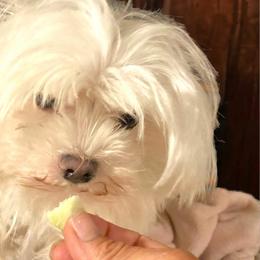 Maltese, Morkies, and Yorkshire Terriers from Mountain Top Hot Tailz