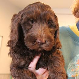 Steel  with a teal collar - Chocolate male Australian Labradoodle puppy in Provo, Utah from EllsWORTH Labradoodles LLC