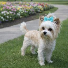 Elsa - Yorkshire Terrier