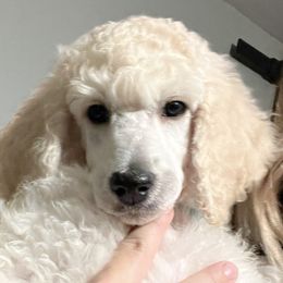 Macaroni - Light Blue Collar - Cream Poodle puppy in Rock Falls, Illinois from O'So Sharp Dogs