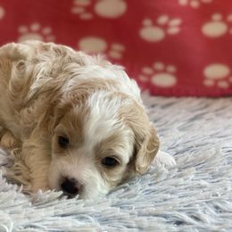 Cavachon Puppies from Brooke Erhard