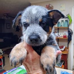 Half mask blue - Blue male Australian Cattle Dog puppy in Lenoir, North Carolina from Blue Coyote Ranch