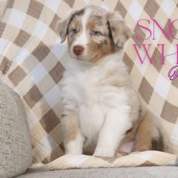 Snow White - Red merle female Australian Shepherd puppy in Keytesville, Missouri from Dogwood Lane Canine
