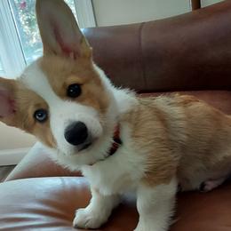 Pembroke Welsh Corgis from River Run Farm Kennels