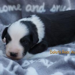 Grits - Black tri-color male Australian Shepherd puppy in Burbank, South Dakota from Dakota Rose Aussies