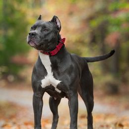 Mercury - American Pit Bull Terrier