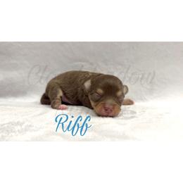 Riff - Chocolate and tan male Chihuahua puppy in Patchogue, New York from Cloudshadow Kennels