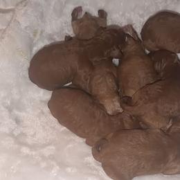 Goldendoodles from BK3 Miniature Goldendoodles