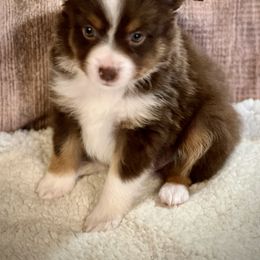 Miniature American Shepherd, Miniature Australian Shepherd, and Toy Australian Shepherd Puppies from Dusty Spring Australian Shepherds