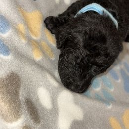 Goldendoodle and Poodle Puppies from Southern Stroll Poodles & Doodles