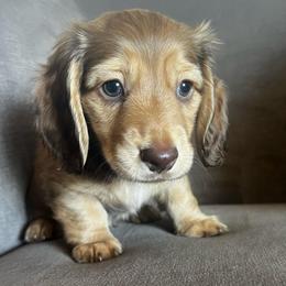 Tommy - Chocolate and tan male Dachshund puppy in Highland, California from BAES Teufelshunde