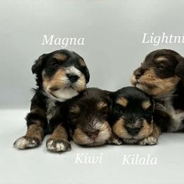 Miniature Schnauzer puppies from Sabrina's Miniature Schnauzers