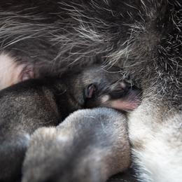 Siberian Husky Puppies from Ivie Huskies