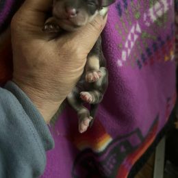 Sassy - Liver female Miniature Schnauzer puppy in Ferndale, Washington from Blackhorse Schnauzers Washington state