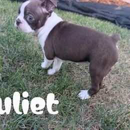 Juliet - Brindle and white female Boston Terrier puppy in Lakewood, Colorado from Jeff's Boston Terriers
