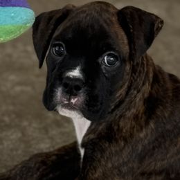 Boxer Puppies from Starlight Boxer Corner