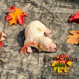 Orange- Pumpkin - male Cavapoochon puppy in Kountze, Texas from CaviCajun Kennels