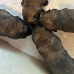 Leonberger Puppies from Magnolia Leos
