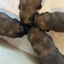 Leonberger Puppies from Magnolia Leos