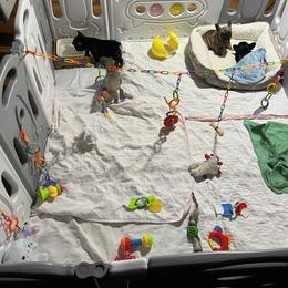 French Bulldog Puppies from Stratton Kennel