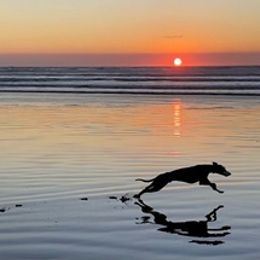 Border Terrier and Whippet All Grown Up from Excelsis