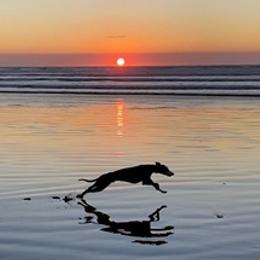 Border Terrier and Whippet All Grown Up from Excelsis