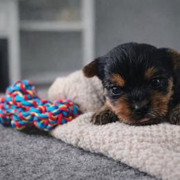 Karter - Black and tan male Yorkshire Terrier puppy in North Chesterfield, Virginia from YorkieLover
