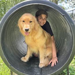 Todd - Golden male Golden Retriever puppy in Silver Lake, Indiana from Seven Hills Goldens
