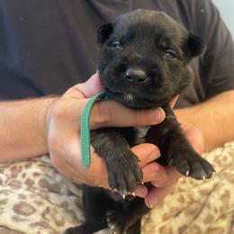 Bumi - Brindle male xDutch Shepherd puppy in Chelsea, Alabama from Alliance K9