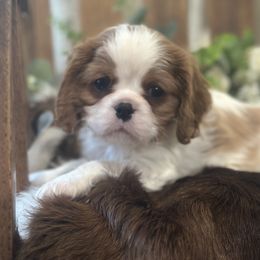 Leo - Blenheim male Cavalier King Charles Spaniel puppy in Kidder, South Dakota from Continental Cavaliers